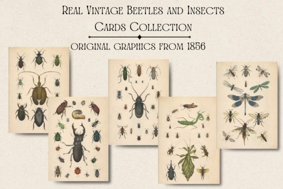 Real Vintage Beetles and Insects Cards for Your Projects